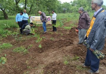 One Day Tree Plantation Drive
